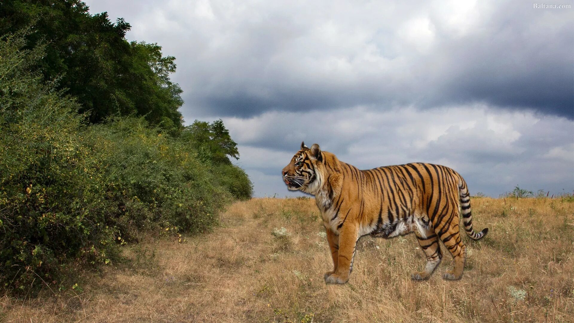 Красный тигр непал. Better tiger. Тигр обои. Хищные звери тигр. Tiger исполнитель песни.