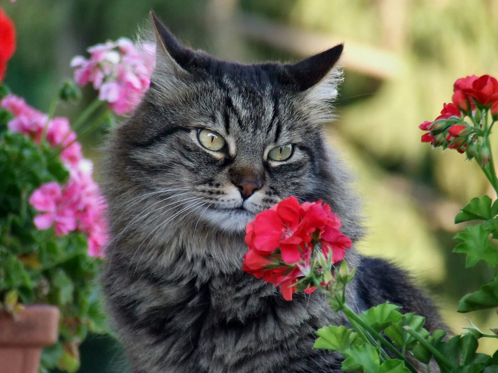 Кот и цветы. Кошка и комнатные цветы. Котик с цветами. Кошечка с цветочком. Тюльпаны для кошек ядовиты или нет