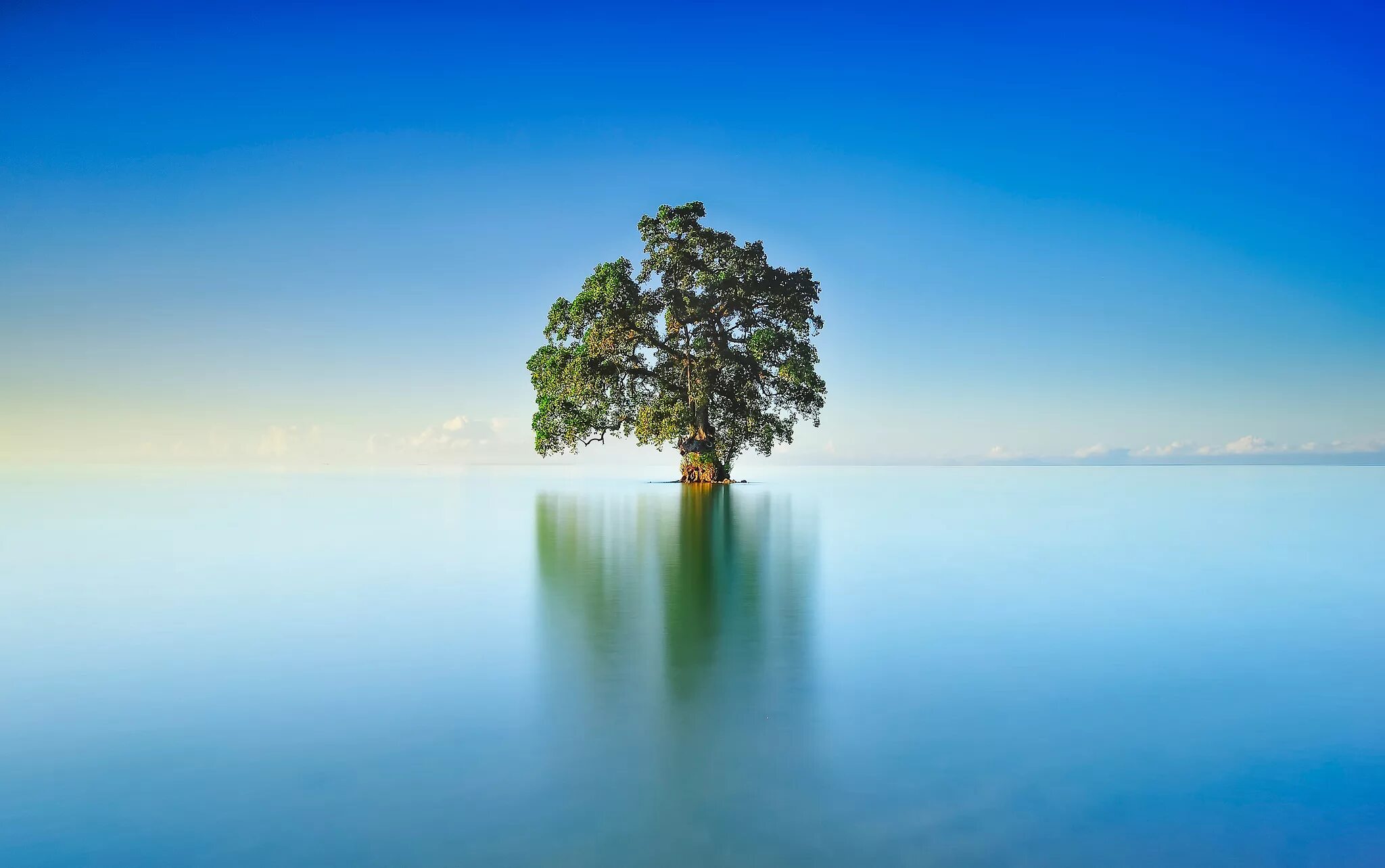 Вода первый горизонт. Минимализм природа. Дерево у озера. Отражение деревьев в воде. Одинокое дерево у моря.