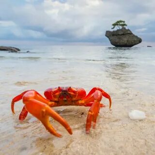 Крабики в море