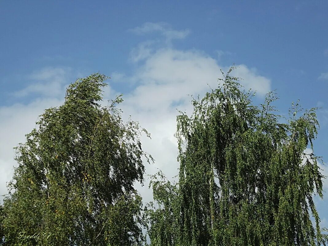 березка автор