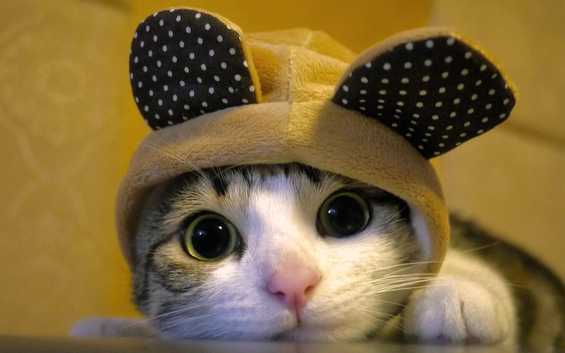 Кот очаровашка. Милые котята. Котики смешные. Котята милашки. Cute cat me.