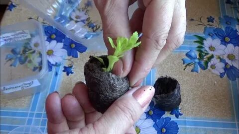 Как укоренить хризантему из букета