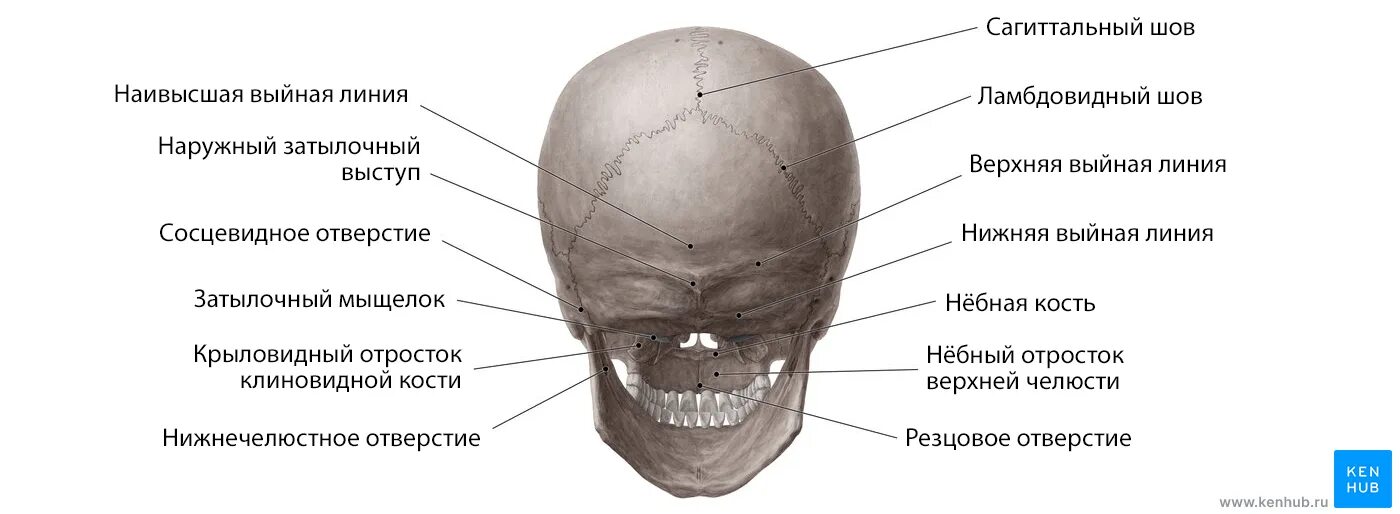 Мыщелок черепа. Верхняя выйная линия затылочной кости. Строение черепа затылочные Бугры. Наружный затылочный Выступ. Череп анатомия затылочные Бугры.