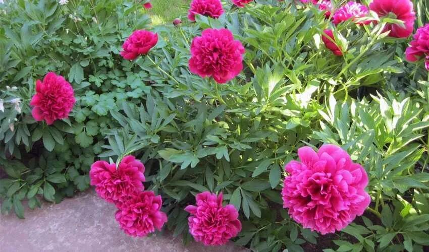 Пион неон. Pink parfait пион. Пионы однолетки. Однолетние пионы. Пион mackinac grand.