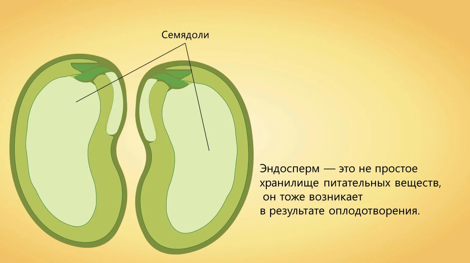 Растения имеют в зародыше семени две семядоли. Эндосперм у двудольных растений. Семядоли и эндосперм двудольных семян. Семядоли у двудольных растений. Строение семени зародыш эндосперм семядоля.