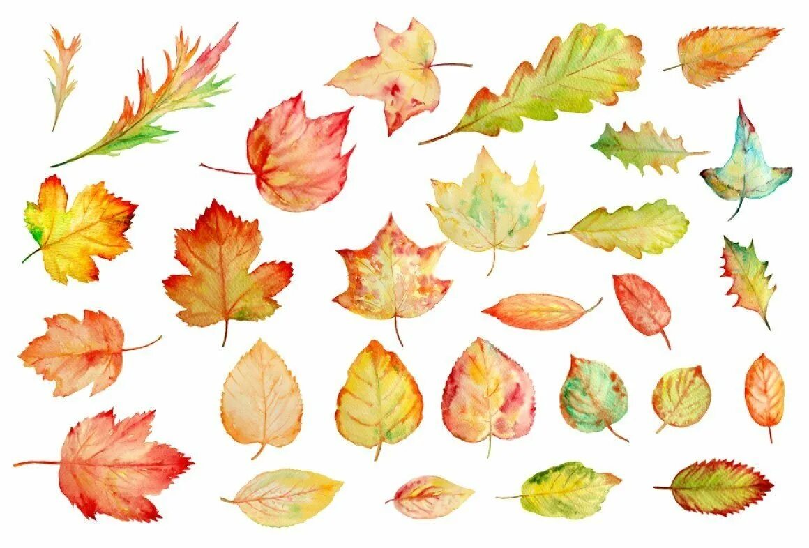 Осенние листья акварель. Осенние илистьяакварелью. Листья рисунок. Осенние листьятакварель.