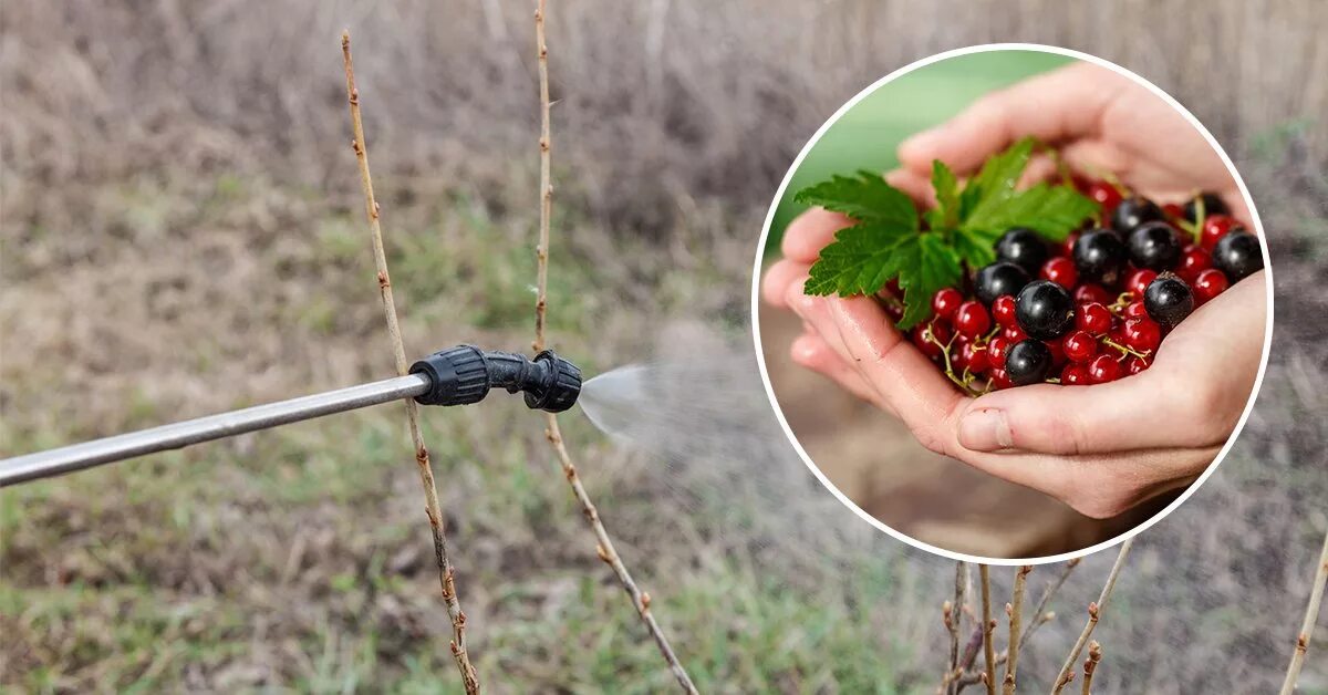 Можно опрыскивать смородину медным купоросом весной. Опрыскивание кустов смородины. Обработать смородину весной. Обработка смородины от вредителей. Ягодный куст смородины.