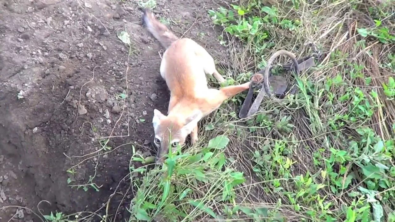 Как поймать лису. Привада на лису для капканов.