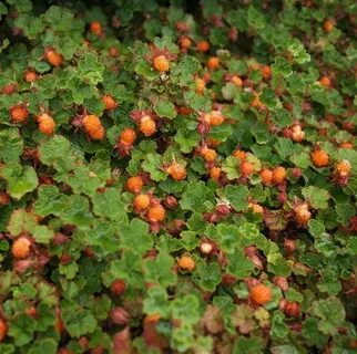 Кустарник 5 буквы