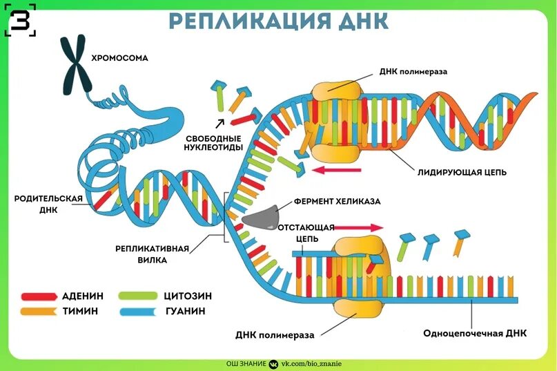 Схема процесса репликации ДНК. Репликация биология схема. Схема репликации молекулы ДНК по биологии. Хеликаза в репликации.