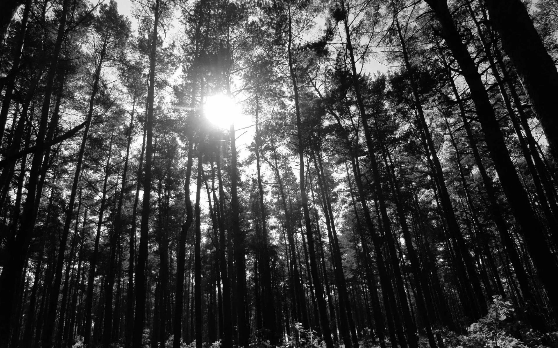 Самый черный лес. Чёрный лес Шварцвальд сосны. Черно белый лес. Обои лес. Сосновый лес черно белый.