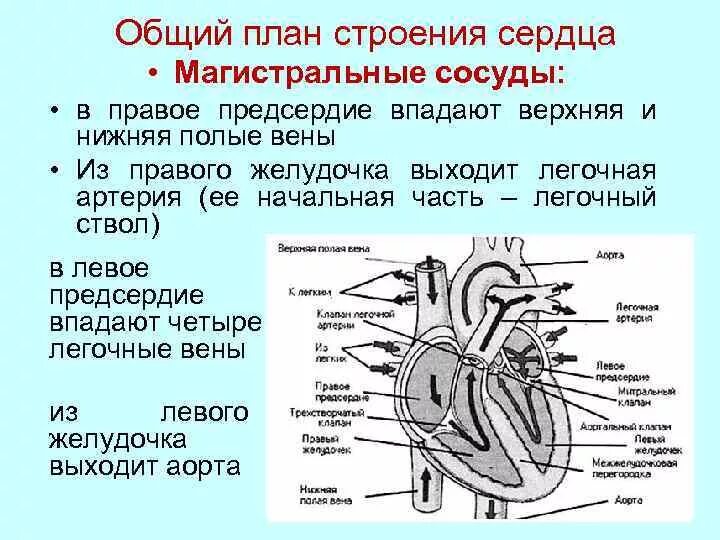 На рисунке изображены строение сердца и сосуды