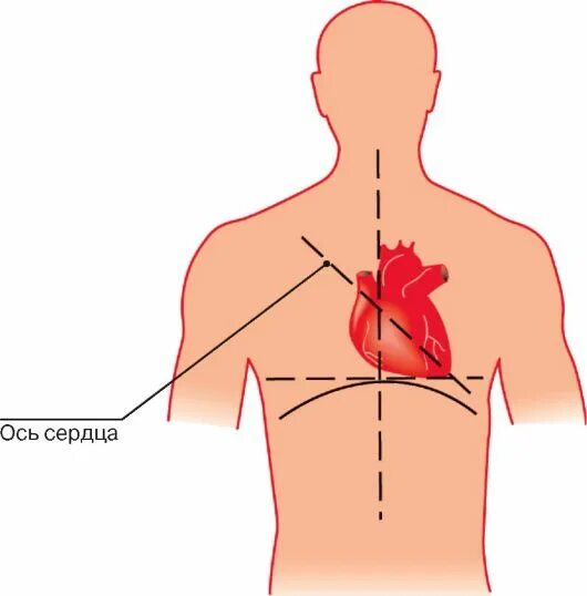 Дом где находится сердце. Расположение сердца в грудной клетке у человека. Анатомия человека сердце расположение. Как расположено сердце у человека в грудной клетке. Расположение сердца у человека вид сбоку.
