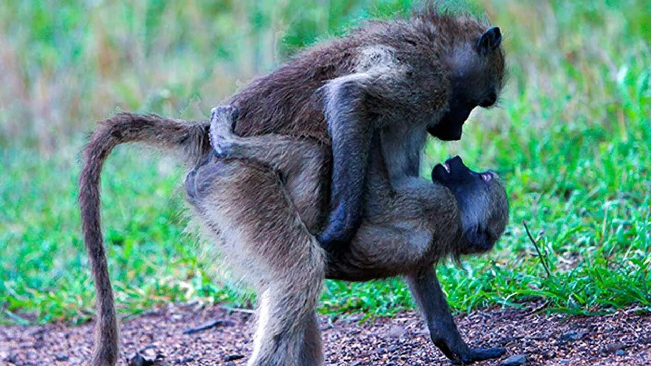 Спаривание шимпанзе вблизи. Шимпанзе бонобо. Шимпанзе бонобо самец. Сношение обезьян. Шимпанзе бонобо.