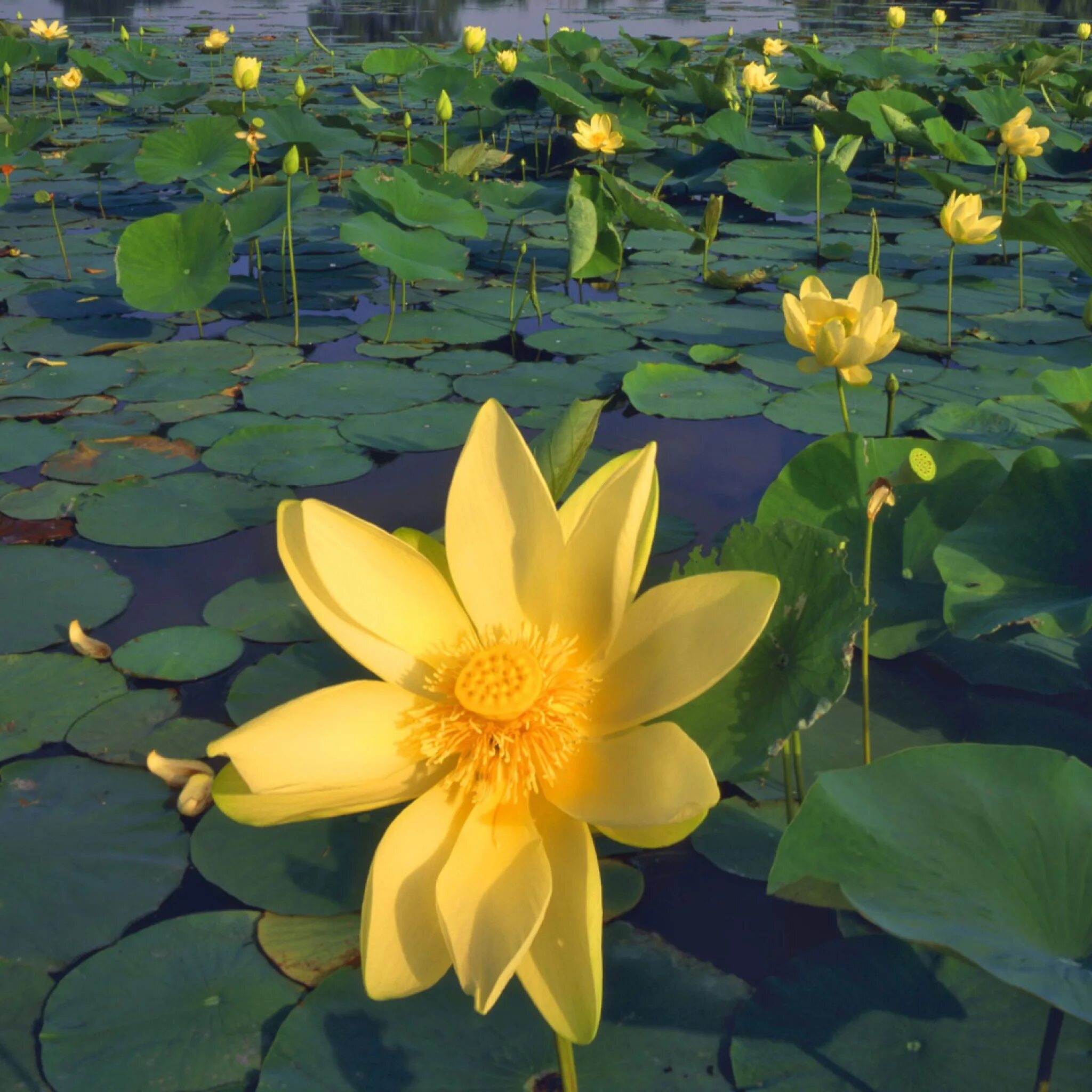 Лотос кувшинка кубышка. Желтый Лотос Nelumbo. Желтый Лотос Геншин. Кувшинка желтая кубышка. Растения на воде названия