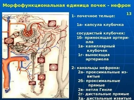 Сосудистого почечного клубочка
