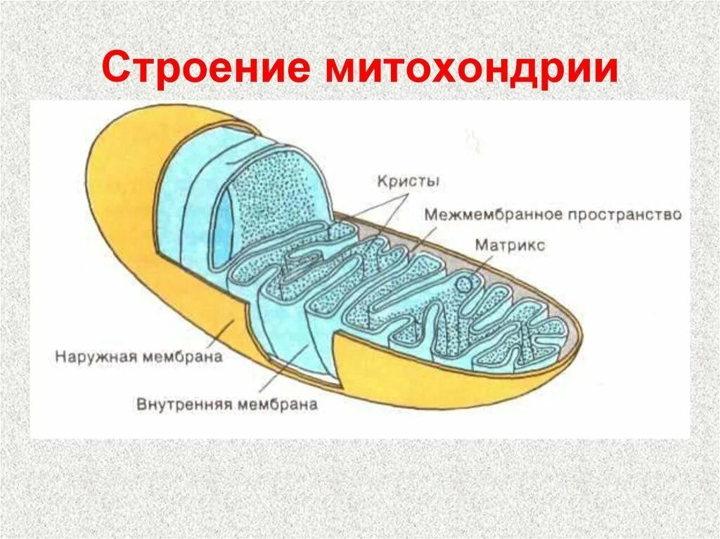 Строение митохондрии. Схема митохондрии клетки. Строение митохондрии клетки. Схема строения митохондрии.