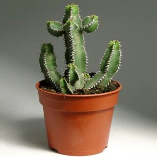 Cactus 1