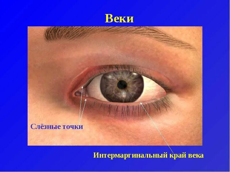 Xi iv ix: найдено 8 изображений