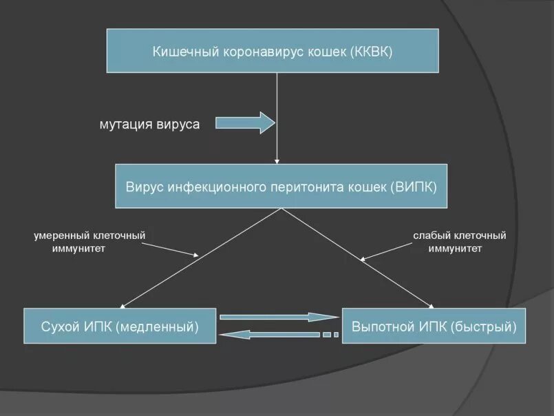 Кишечный коронавирус. Кишечная форма коронавируса симптомы. Коронавирус кошек энтеральный. Вирус инфекционного перитонита кошек. Коронавирус клиника