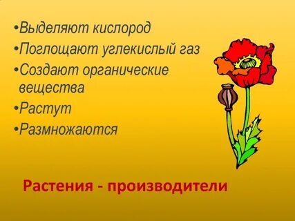 Растения производители 3