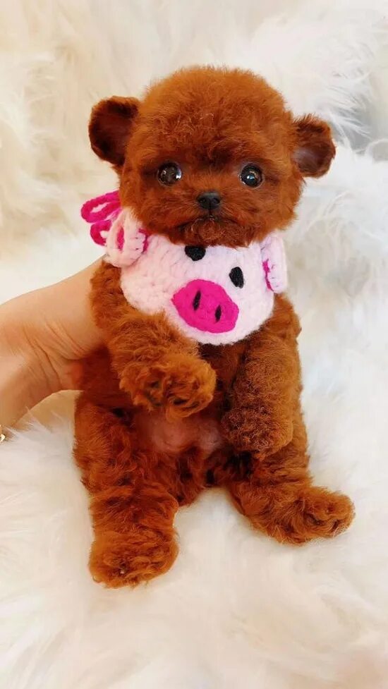 Порода Тикап Тедди. Тедди пудель. Teacup Teddy Poodle. Микро Тедди пудель. Тикап тедди