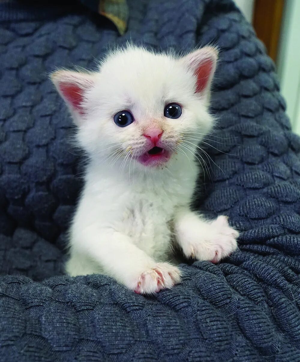 Кошечек быстро