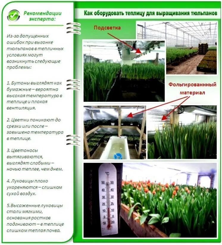 При какой температуре хранят тюльпаны без воды. Технологическая карта выращивания тюльпанов на выгонку и срезку. Выращивание тюльпанов в оранжерее. Теплица для выгонки тюльпанов. Теплица тюльпан.