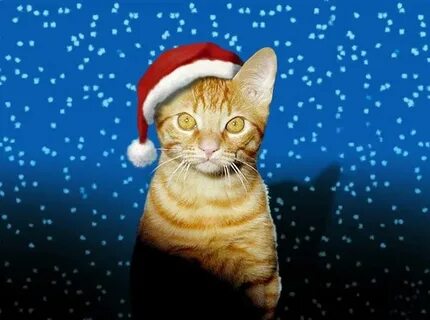 Коте новый год песня