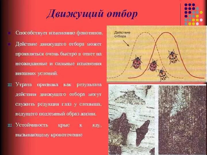 Картинки ЗНАЧЕНИЕ ДВИЖУЩЕЙ ФОРМЫ ЕСТЕСТВЕННОГО ОТБОРА