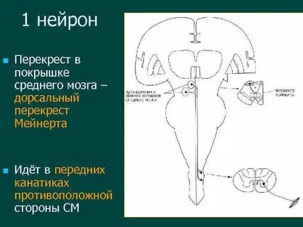 Перекрест мейнерта
