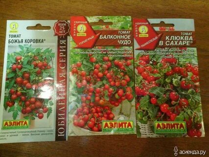 Помидор дрова описание сорта фото отзывы садоводов