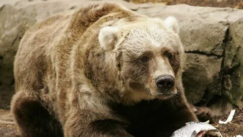 Bear work
