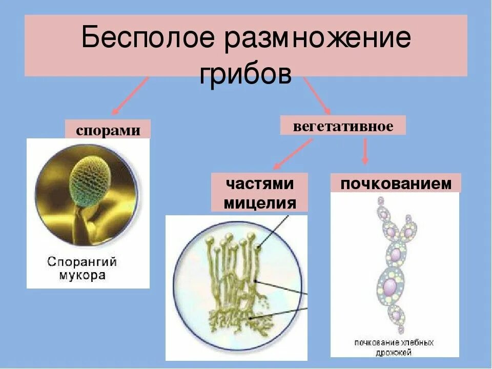 Образование спор тип размножения. Типы бесполого размножения грибов. органы бесполого размножения грибов. споры бесполого размножения грибов. вегетативное размножение грибов схема.