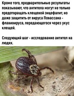 Какого дерева боятся клещи 4 буквы сканворд