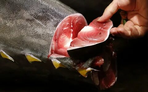 Самая дорогая красная рыба
