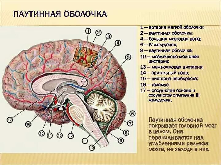 Цистерна головы. Цистерна головы