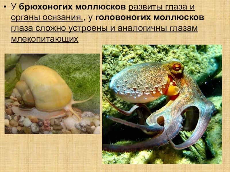 Строение глаза головоногих моллюсков. Органы равновесия у моллюсков. Органы чувств брюхоногих моллюсков таблица. Органы чувств головоногих. Органы осязания у моллюсков.