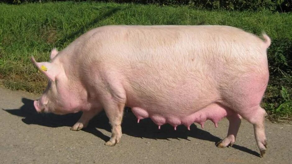 Крупная белая порода свиней. Миргородская порода свиней. Ландрас Ушастый. Порода свиней Честер. Степная свинья