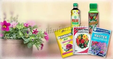 Какие удобрения петуниям