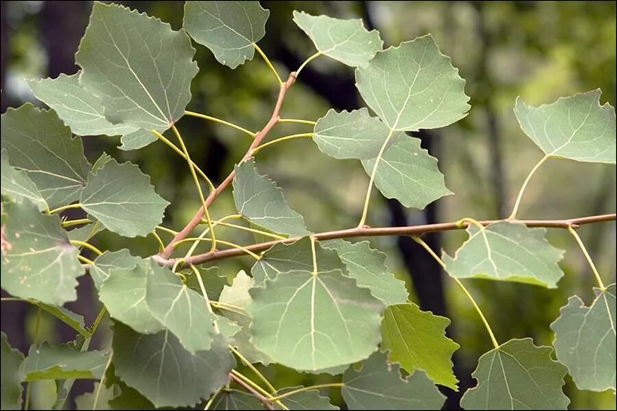 Лист молодой осины. Осина (Populus tremula). Осина обыкновенная (Populus tremula). Тополь дрожащий осина. Populus tremula (осина дрожащая).