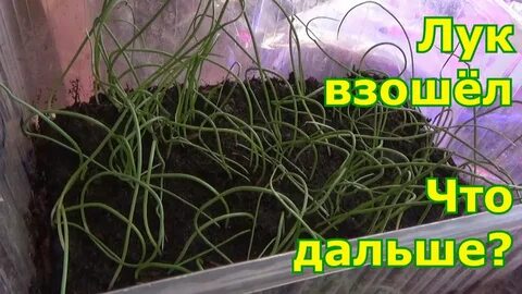 Сколько всходит лук эксибишен на рассаду