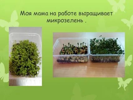 Проект микрозелень 7 класс