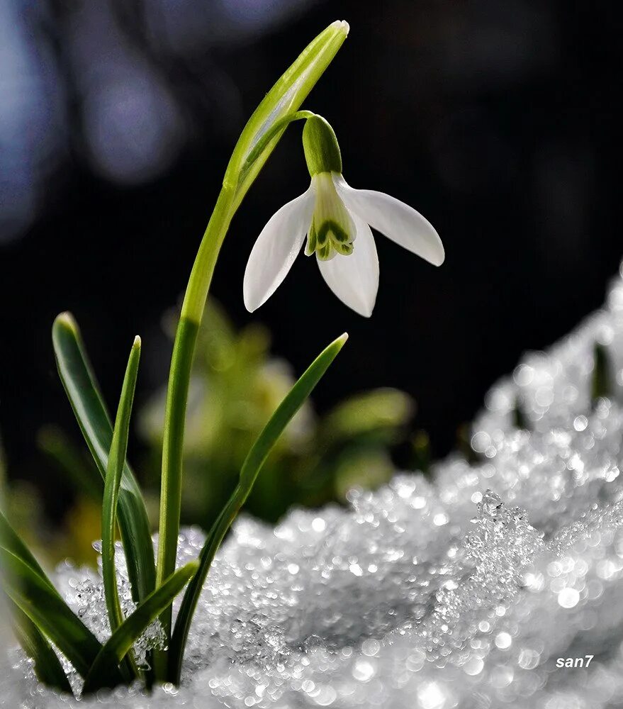 Весенняя аватарка на телефон. Подснежников (Galanthus. Подснежник Галантус голубой. Подснежник и Пролисок. Цветы весны подснежники, пролески.