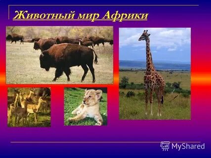 Природные зоны африки растительный и животный мир