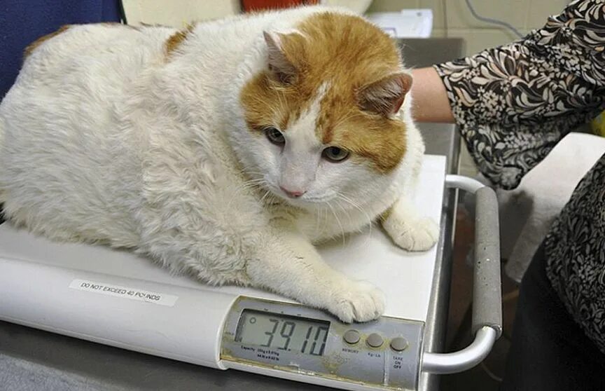 Швеллер 16п вес 1 метра. Самый толстый кот в мире. Жена миши уютова. Кот 18 кг. Весит 18.