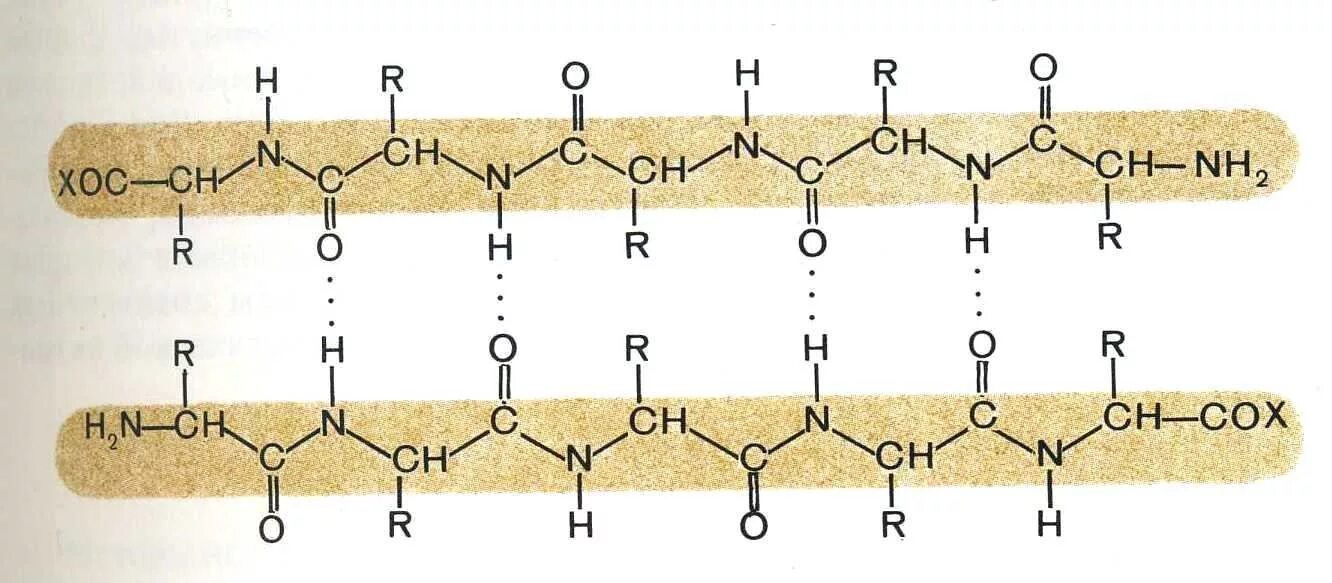 Полипептидные связи белков. Строение пептидной цепи. Альфа складчатая структура белка. Полипептидная связь белка.