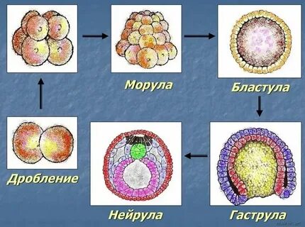 Установите последовательность процесса развития зародыша