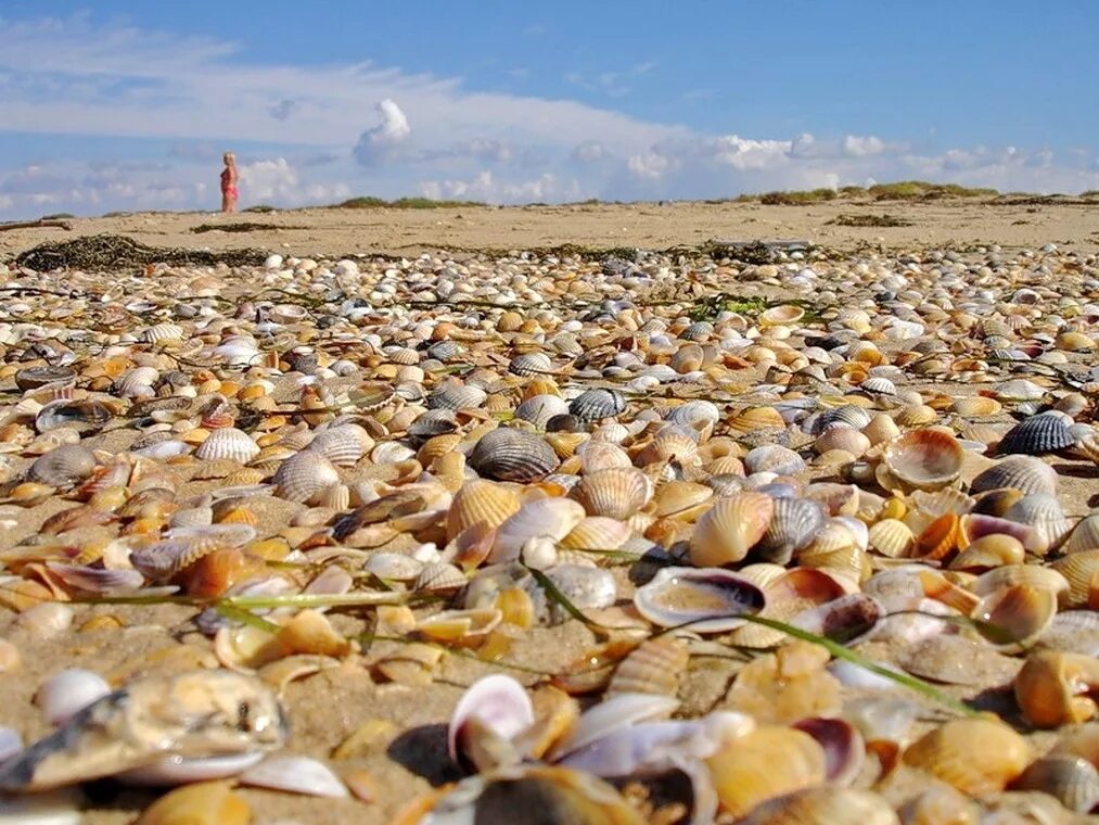 Посёлок витязево анапа аквапарк. Витязево 2023. Витязево тортуга аквапарк. Краснодарский край анапа поселок витязево. Пляж витязево в анапе.